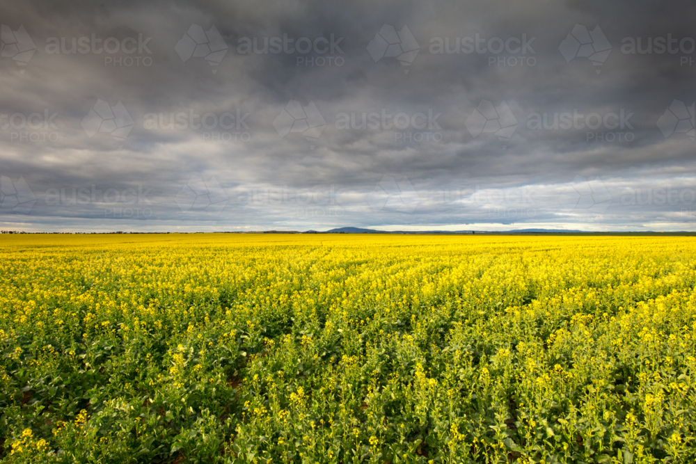 Canola fields shine on a stormy day between Smeaton and Clunes in the Victorian goldfields - Australian Stock Image