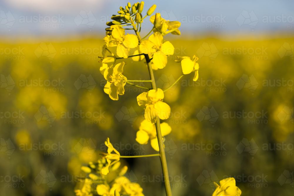 canola flower close up - Australian Stock Image