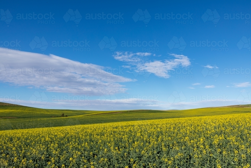 canola flowers under blue sky - Australian Stock Image