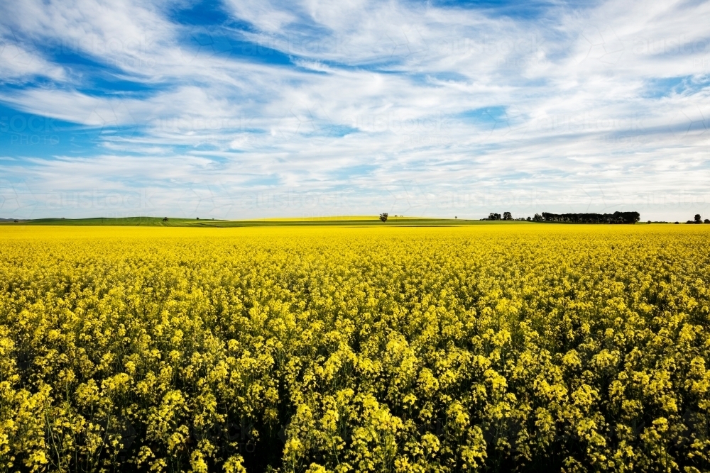 canola flowers under blue sky with white clouds - Australian Stock Image
