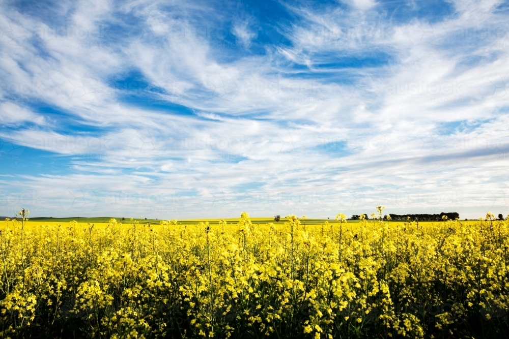 canola flowers under blue sky with white clouds - Australian Stock Image