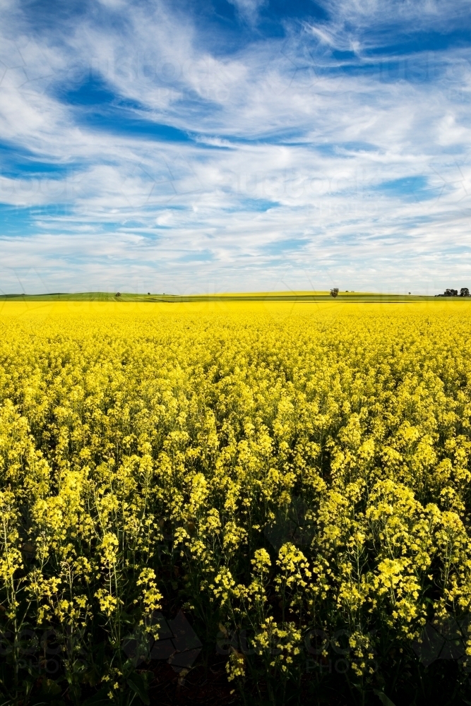 canola flowers under blue sky with white clouds vertical - Australian Stock Image