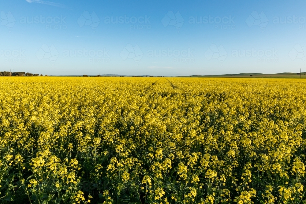 canola in flower under blue sky - Australian Stock Image