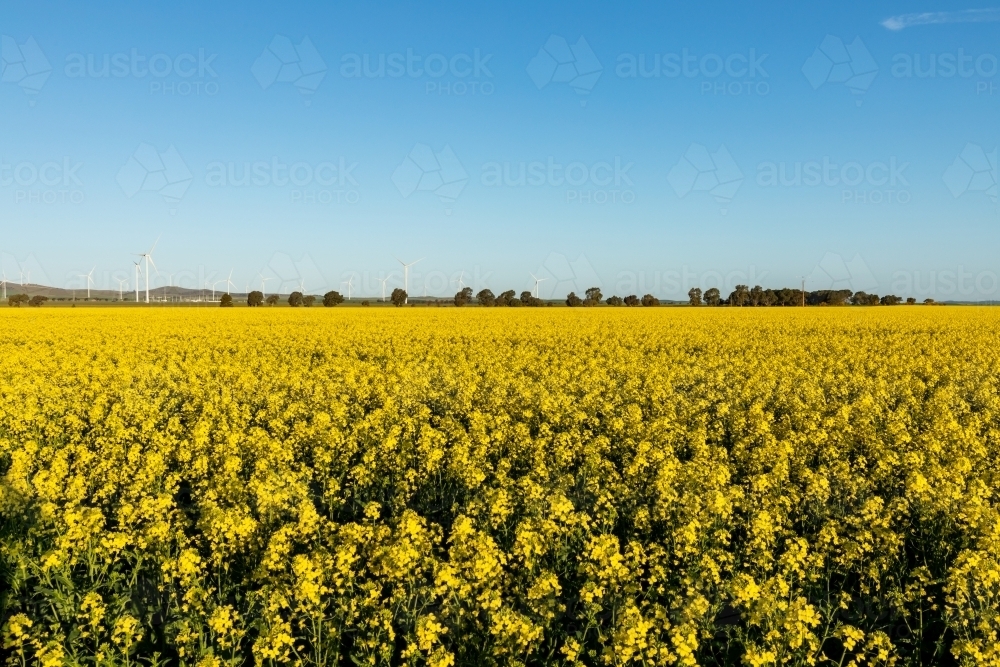 canola in flower with windfarm in the distance - Australian Stock Image