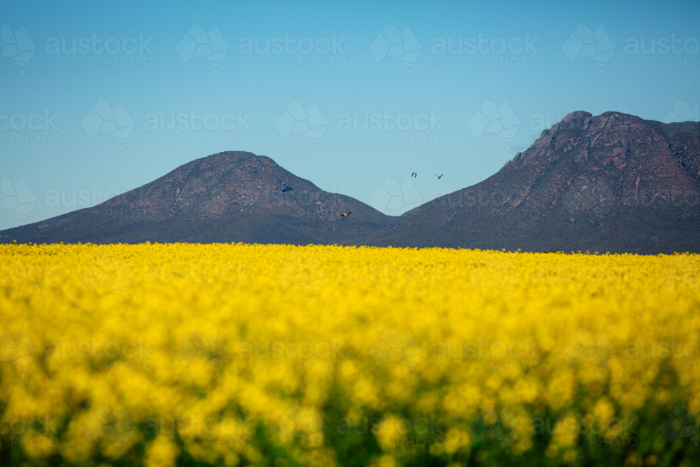 canola paddock and stirling ranges - Australian Stock Image