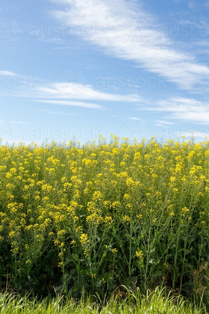 Canola plants - Australian Stock Image