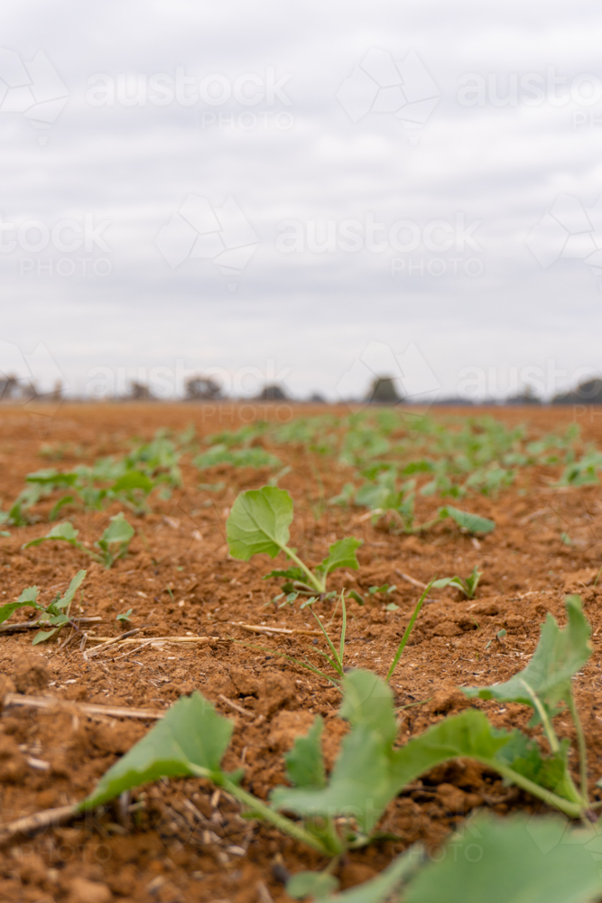 Canola seedlings in a paddock - Australian Stock Image