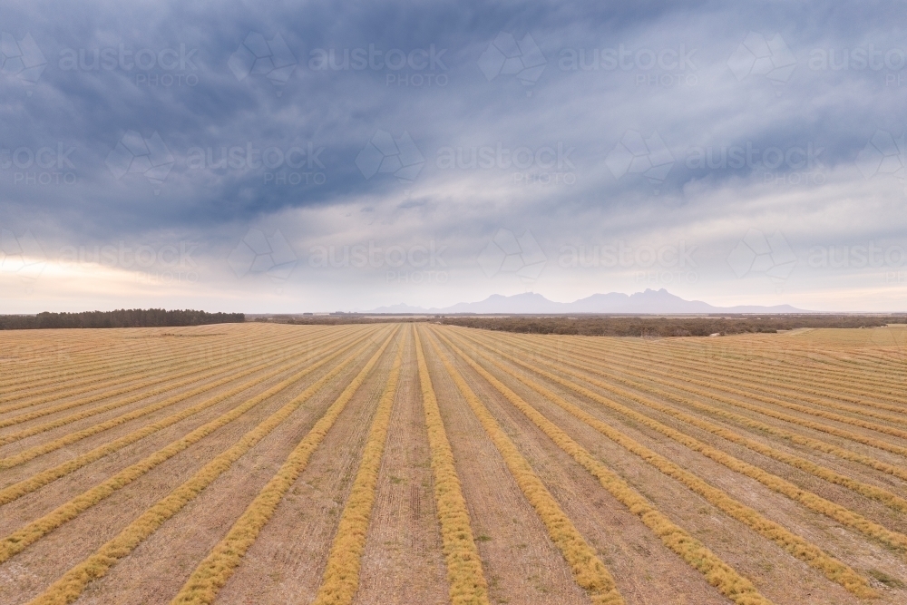 Canola wind rows in paddock with Stirling ranges in background - Australian Stock Image