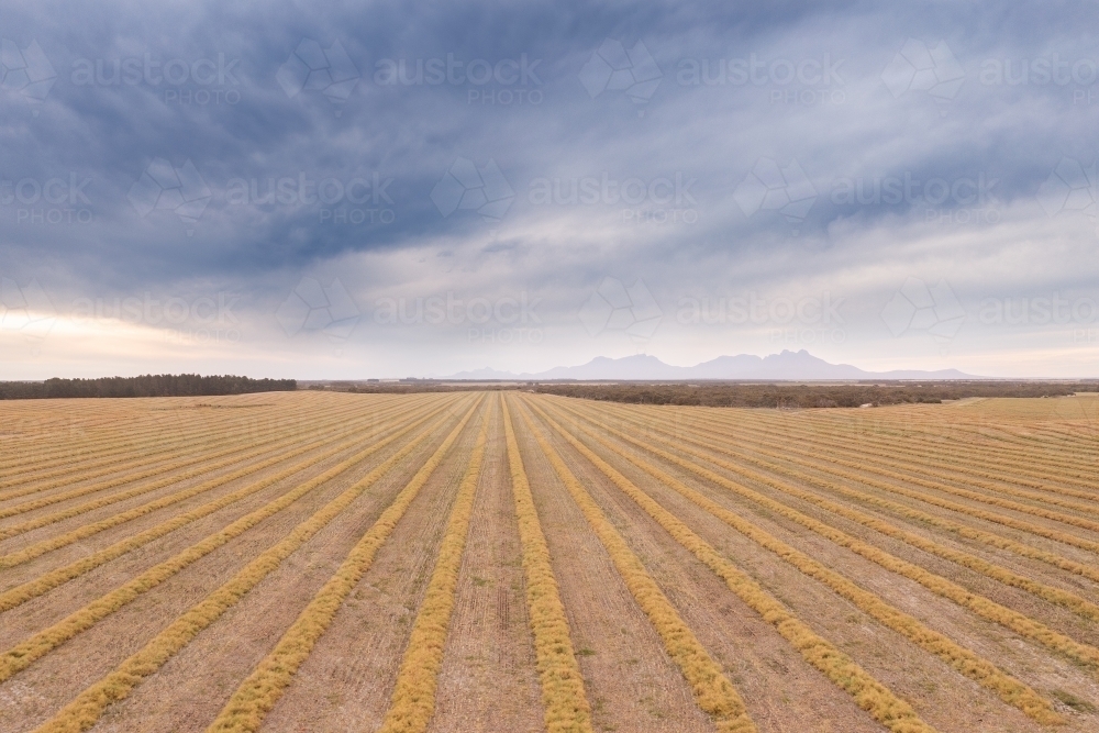 Image of Canola wind rows in paddock with Stirling ranges in background ...