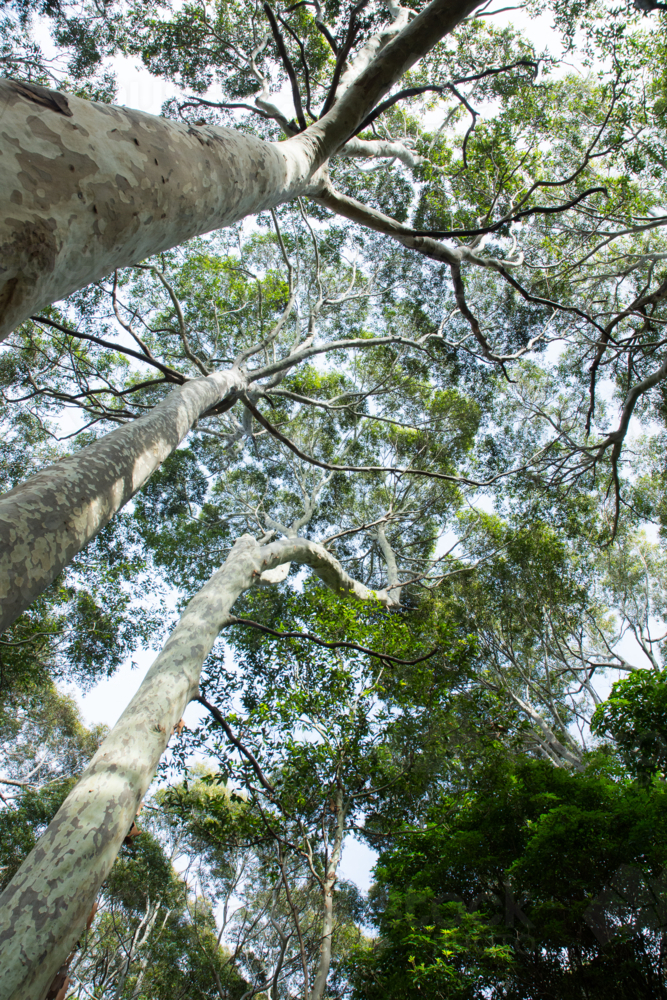 Canopy of group of tall gum trees - Australian Stock Image