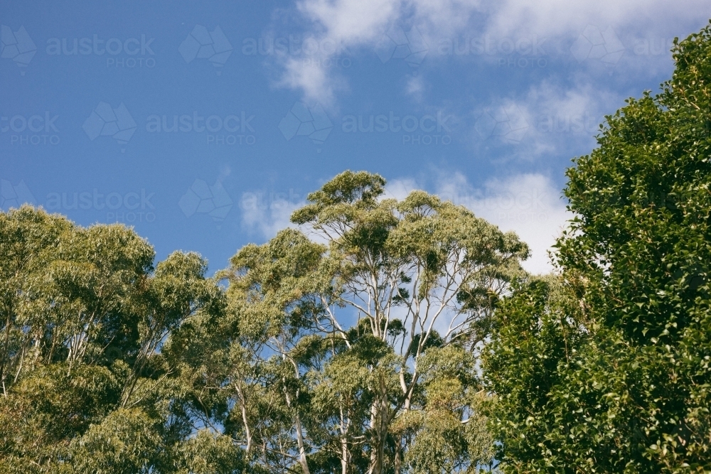Canopy of trees with green foliage and blue sky with white clouds - Australian Stock Image