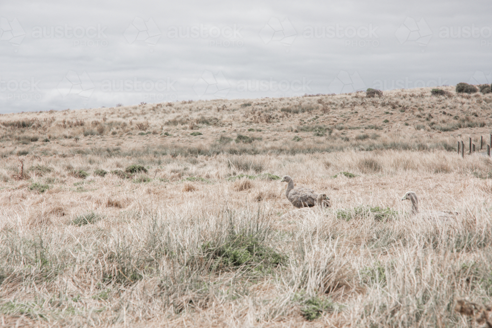 Cape Barren Geese in dry grasses - Australian Stock Image