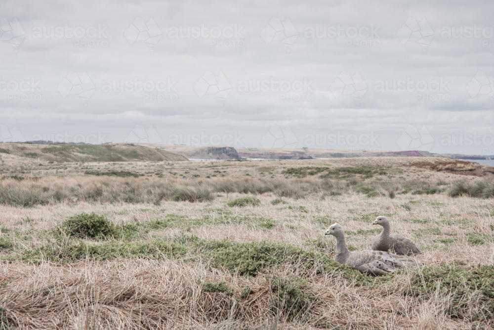 Cape Barren Geese pair in dry, summer grasses - Australian Stock Image