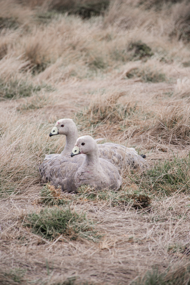 Cape Barren Geese pair sitting in coastal grasses - Australian Stock Image