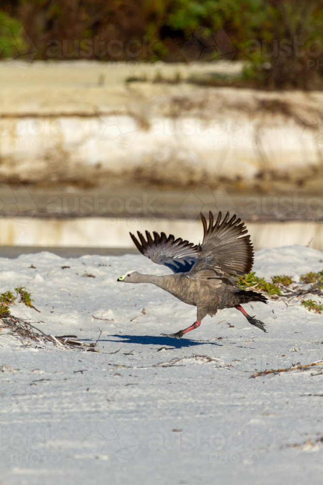 Cape Barren Goose, or pig goose, running to take off and fly - Australian Stock Image