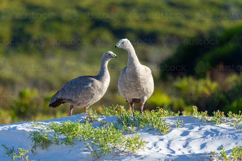 Cape Barren Goose pair among beach dune plants - Australian Stock Image
