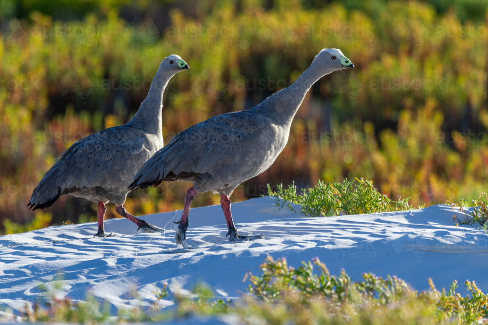 Cape Barren Goose pair among beach dune plants - Australian Stock Image