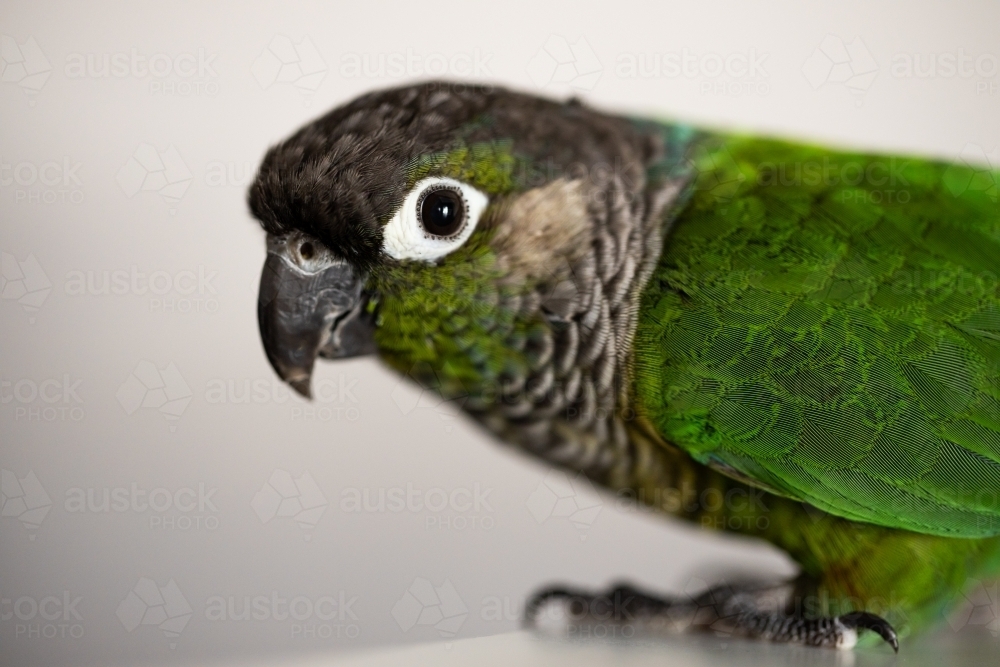 captive Green Cheek Conure on white (Pyrrhura molinae) - Australian Stock Image