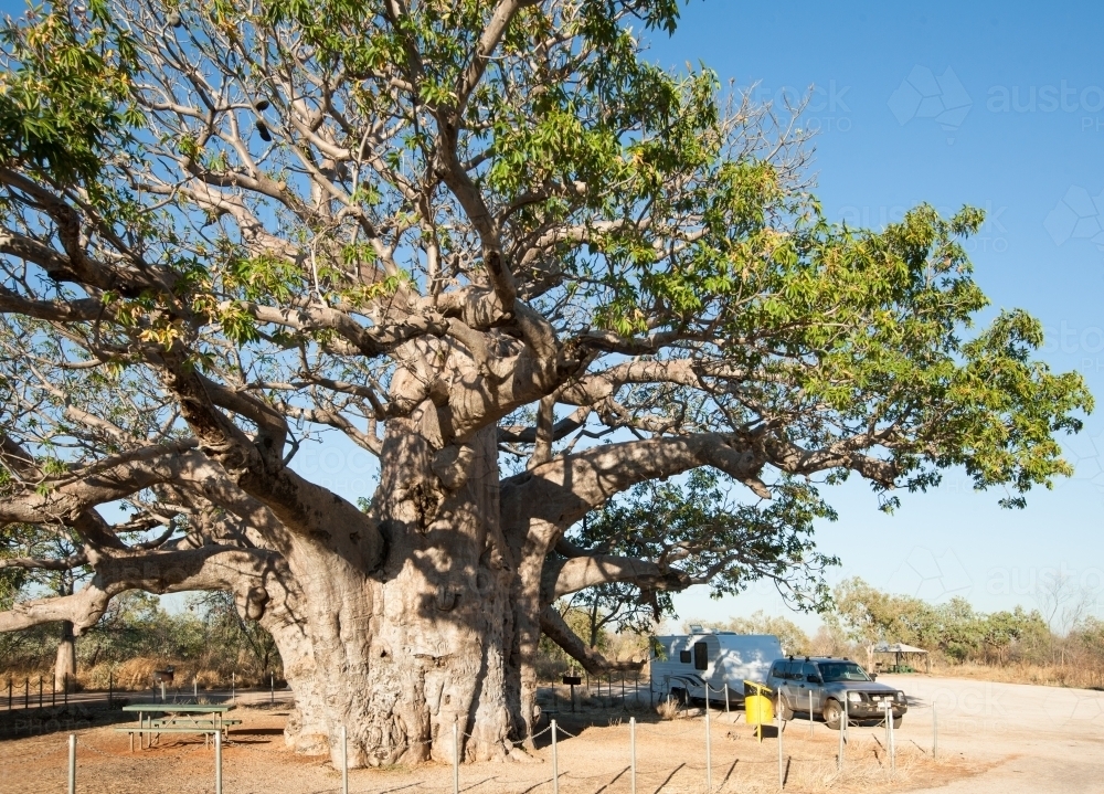 Car and caravan parked at roadside stop with large boab tree - Australian Stock Image