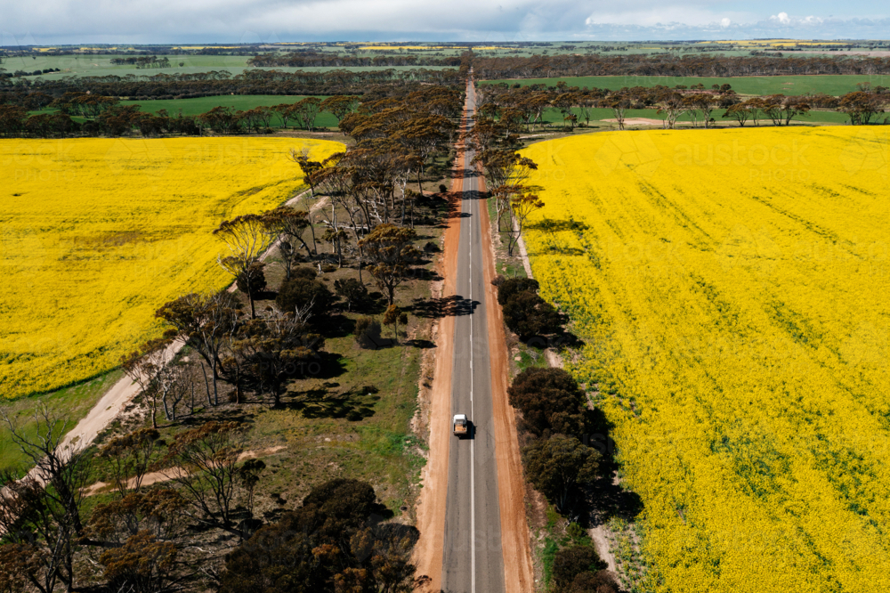 car driving down road with canola paddocks - Australian Stock Image