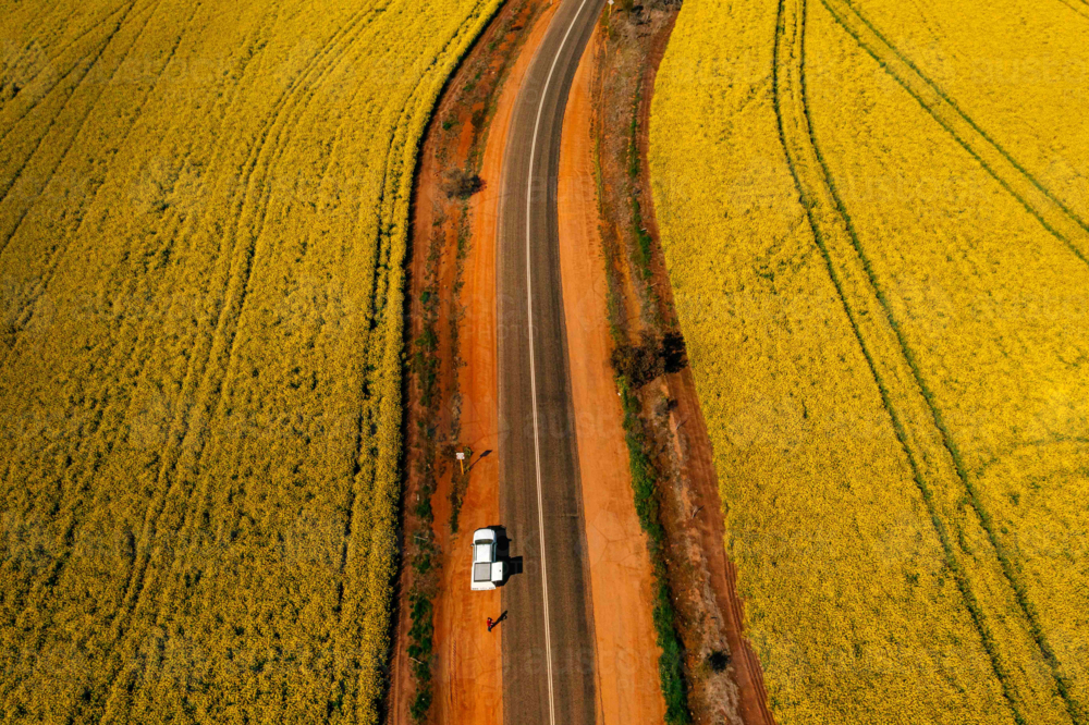 car on side of road surrounded by canola paddocks - Australian Stock Image