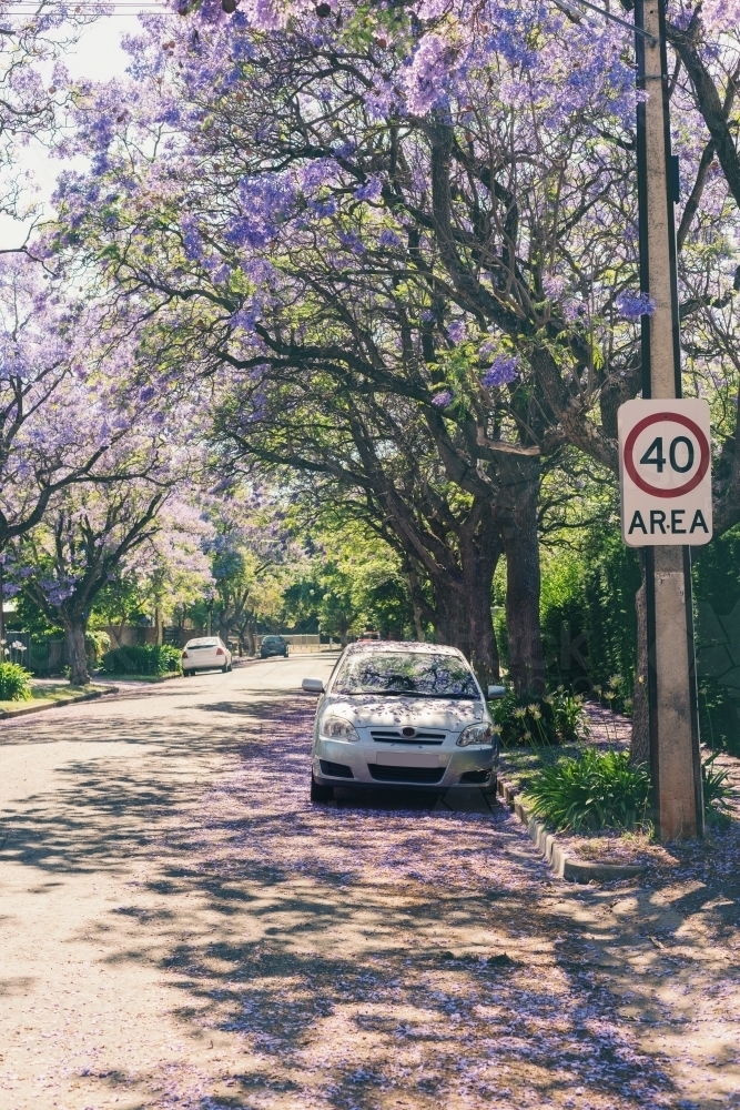 car parked in suburban street under jacaranda tree - Australian Stock Image