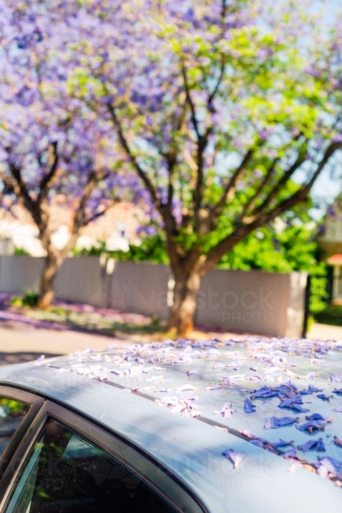car roof covered in fallen jacaranda flowers - Australian Stock Image
