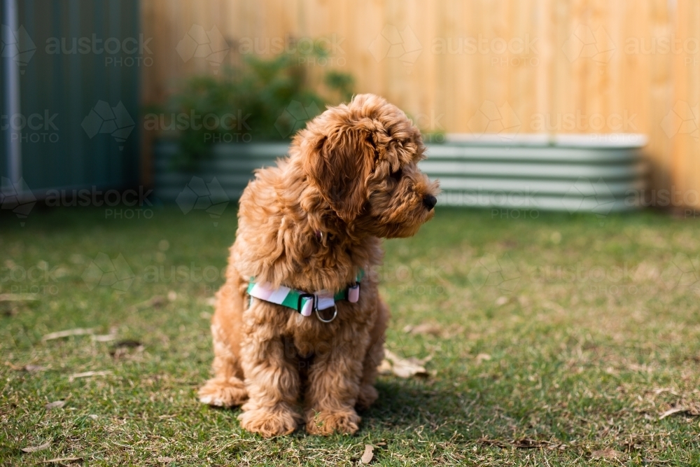 caramel labradoodle puppy in a backyard - Australian Stock Image