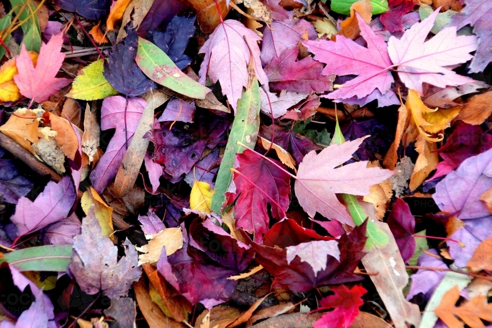 Carpet of autumn leaves - Australian Stock Image