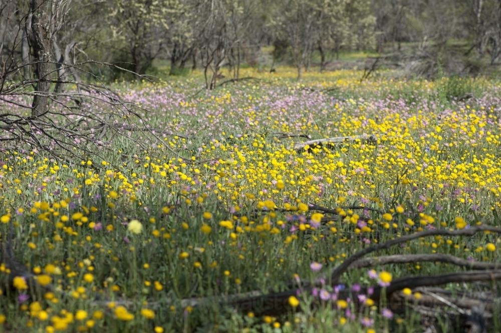 Carpet of everlasting wildflowers in Australian bush - Australian Stock Image