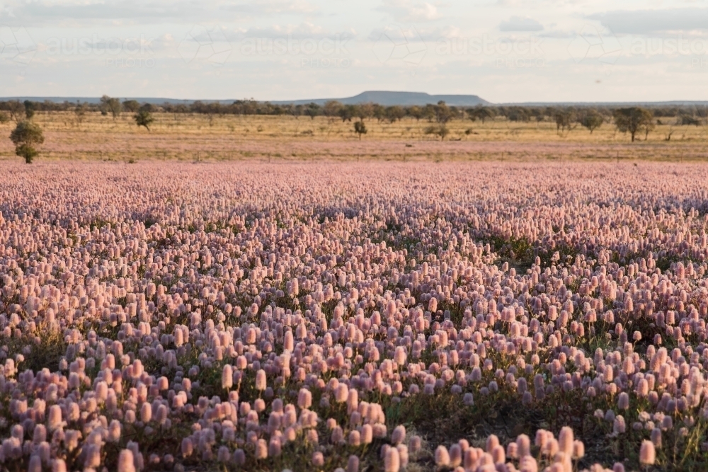 Carpet of mulla-mulla native wildflowers - Australian Stock Image