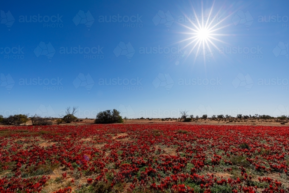 carpet of red flowers under blue sky and blazing sun - Australian Stock Image