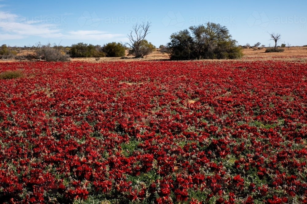 carpet of red wild flowers under blue sky - Australian Stock Image