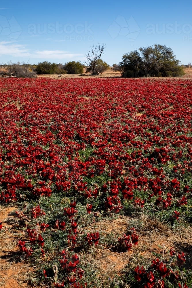 carpet of red wild flowers vertical - Australian Stock Image