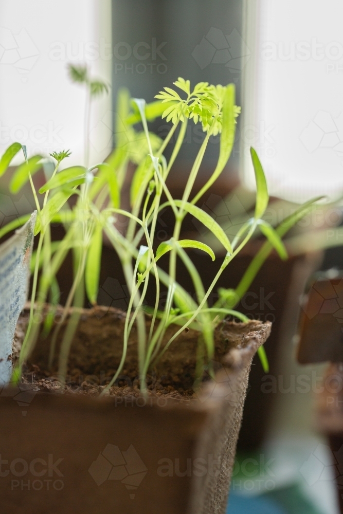 Image of Carrot seedlings growing in home garden starter pot Austockphoto