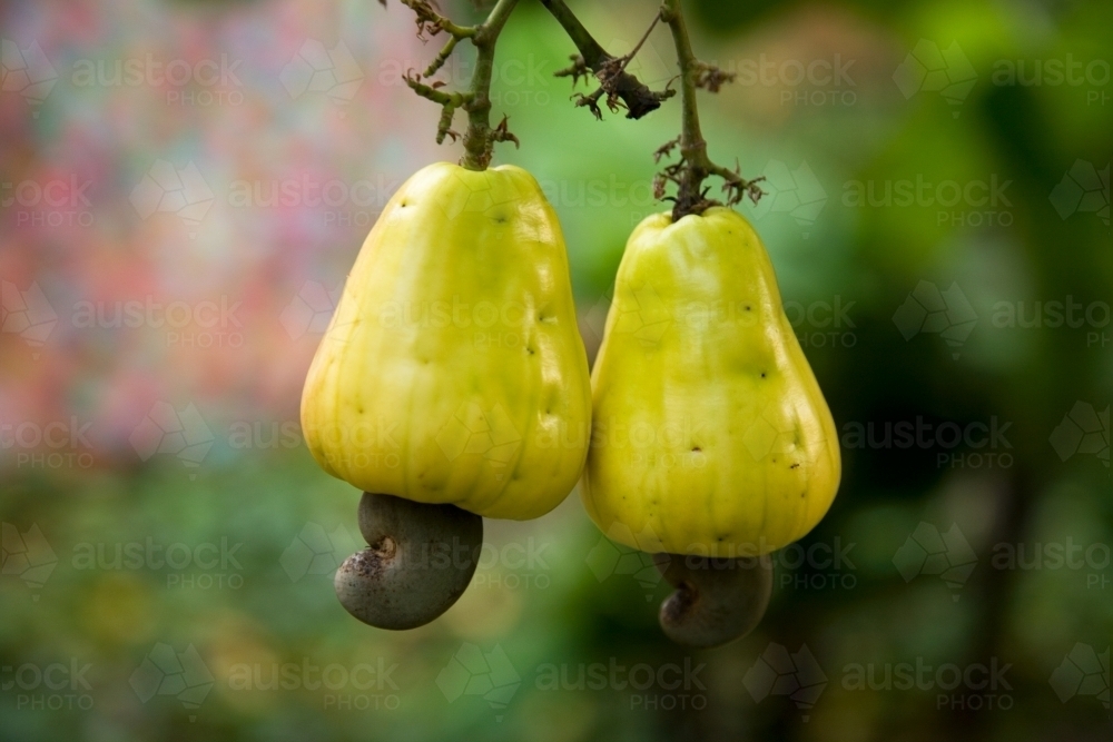 Image of Cashews growing on a cashew tree Austockphoto