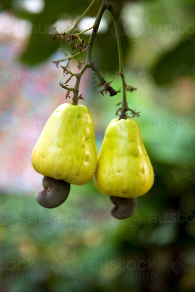 Cashews growing on a cashew tree - Australian Stock Image