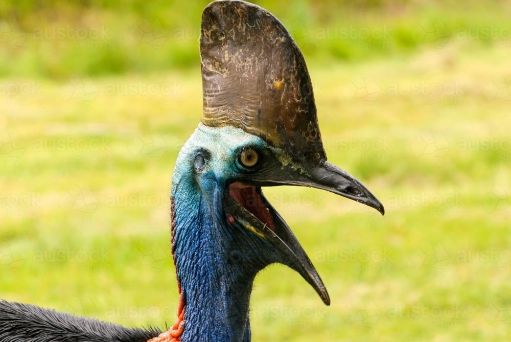 Cassowary calling with beak open - Australian Stock Image