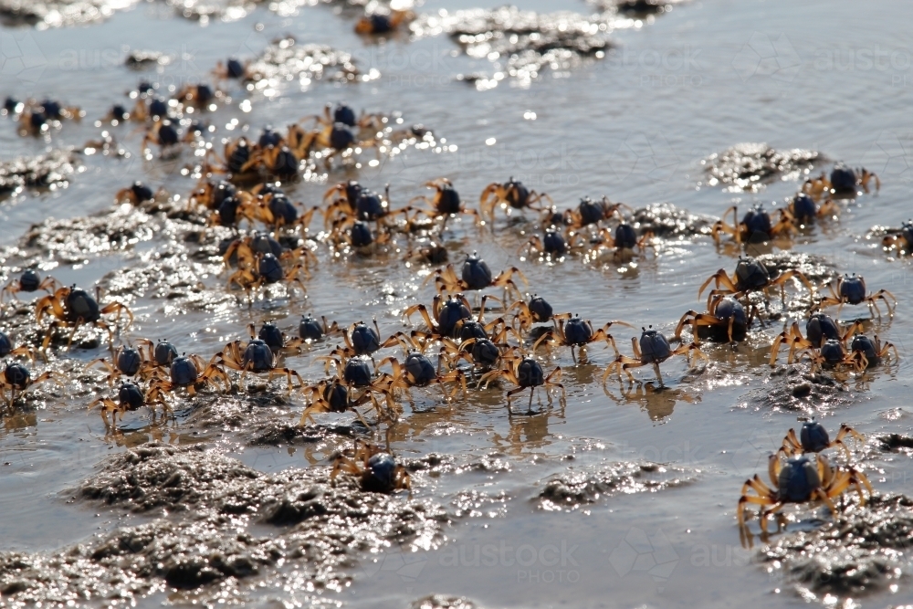 Cast of crabs running along the shoreline - Australian Stock Image