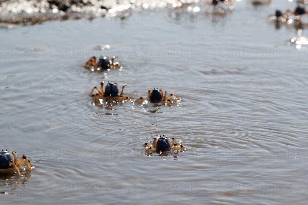 Cast of crabs swimming in water at the beach - Australian Stock Image