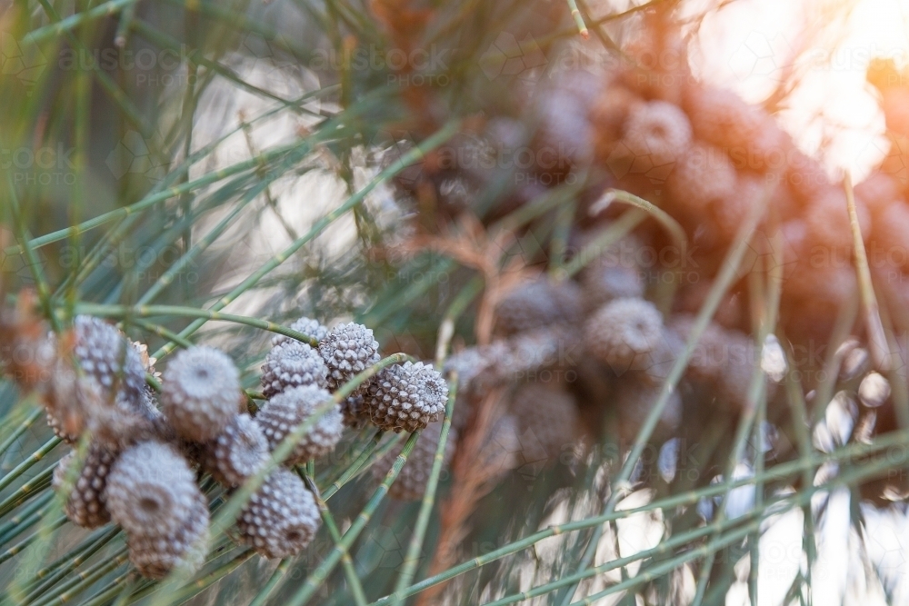 Casuarina (Casuarina equisetifolia) fruiting cones - Australian Stock Image