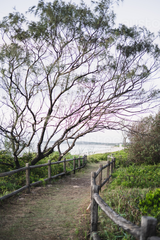 casuarina on the beach path - Australian Stock Image