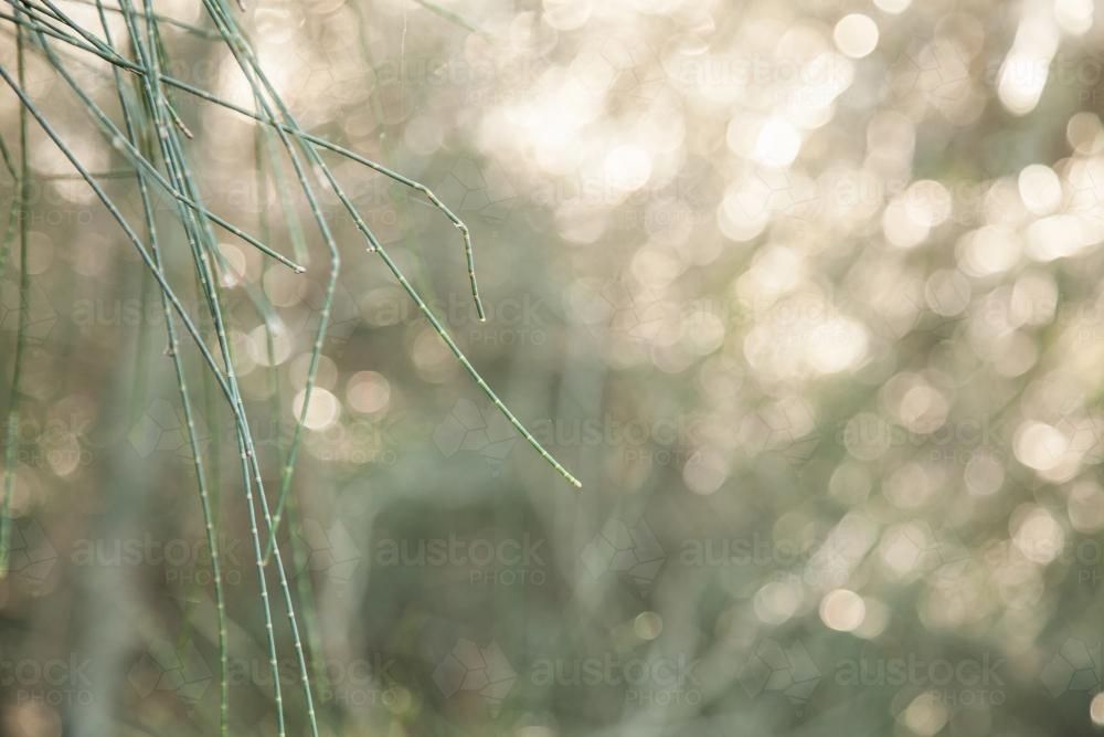 Casuarina pine needles with bokeh background - Australian Stock Image