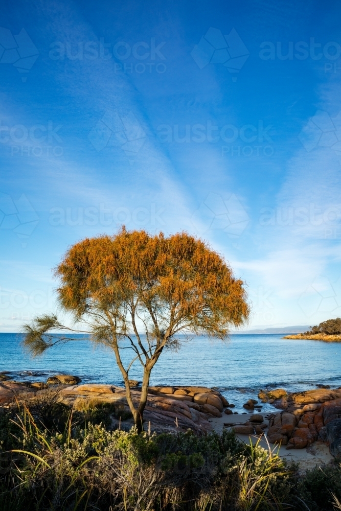 casuarina tree on edge of calm blue bay - Australian Stock Image