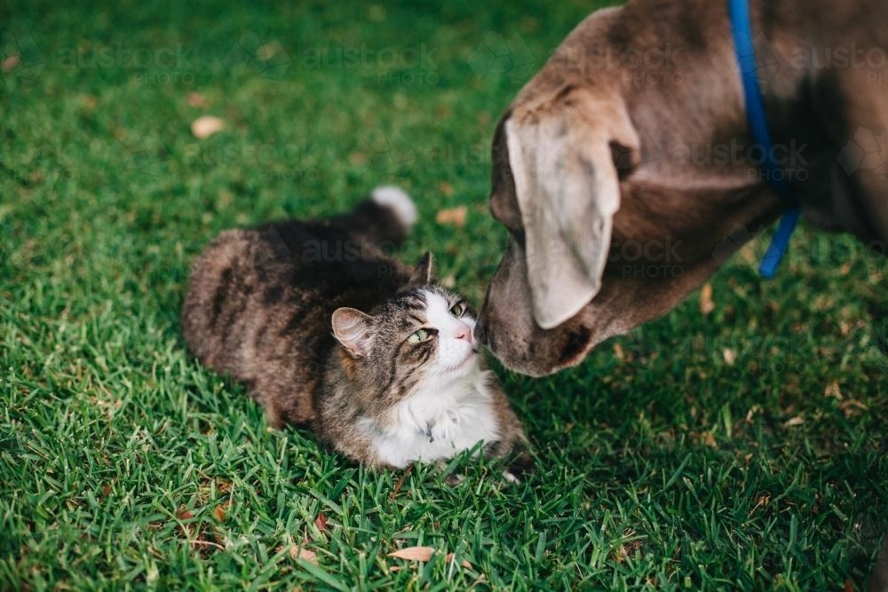 Cat and dog being friendly - Australian Stock Image