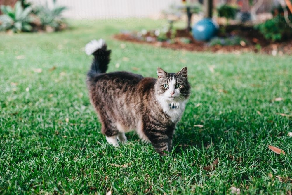 Cat being curious in a backyard - Australian Stock Image