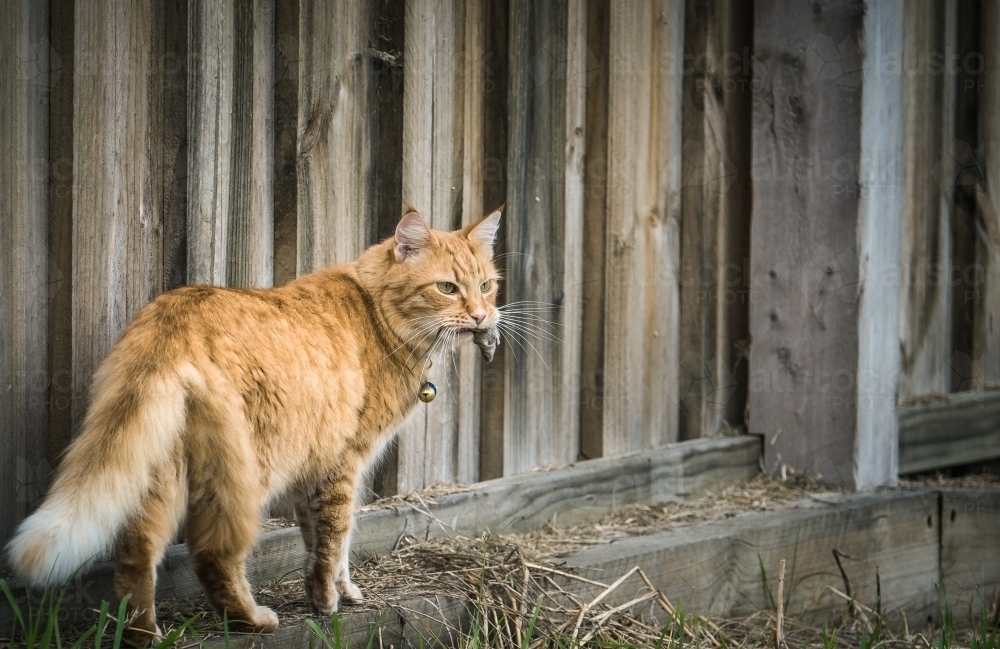 Image of Cat catches mouse Austockphoto