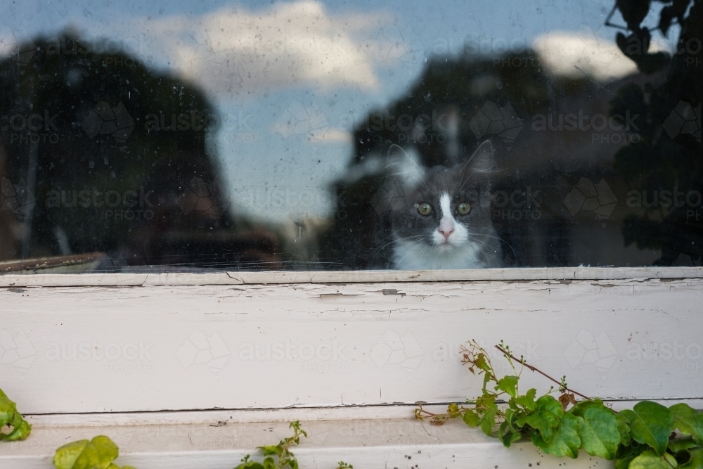 Image of cat inside looking through window - Austockphoto