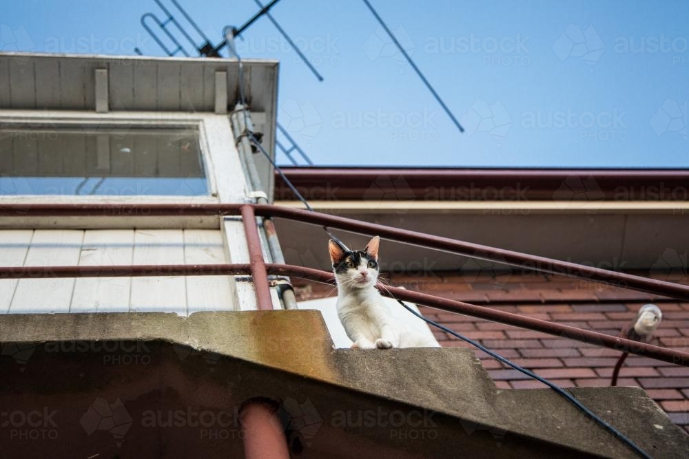 Cat looking down from balcony - Australian Stock Image