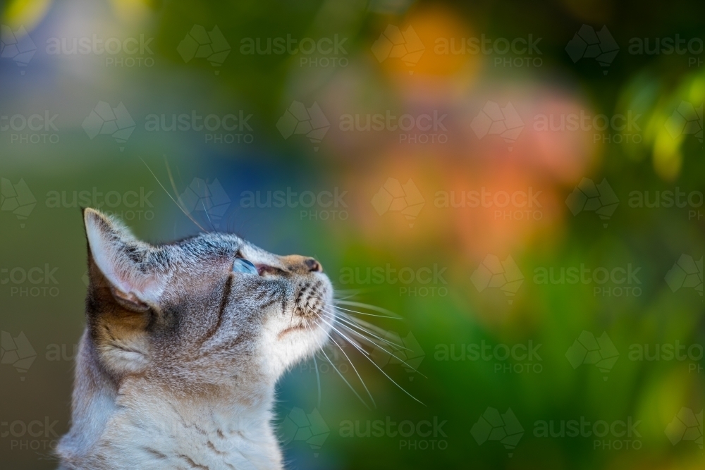 Cat looking upwards - Australian Stock Image